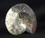 Manticoceras sp. HYATT 1884 - Bild &copy; FossNet FossilienStore